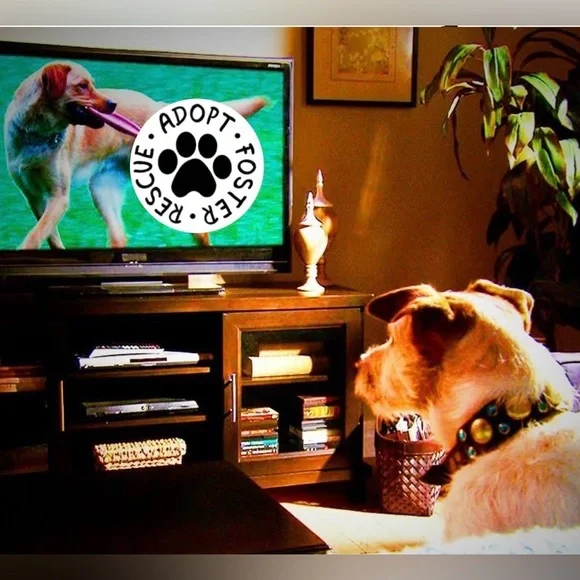 Watch videos on our listings so you can see what you are purchasing. 💖🐩🐶🌻♥️ - Picture 3 of 7